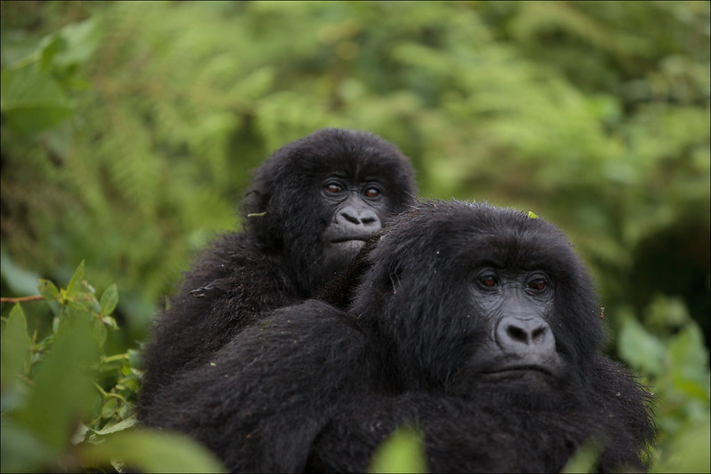 8 Days perfect Rwanda wildlife safari, gorilla trekking and Chimpanzee tracking